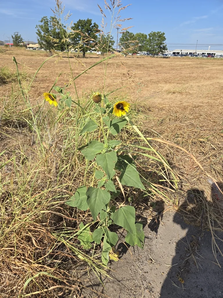 Helianthus Annuus