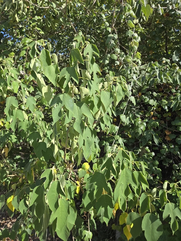 Broussonetia Papyrifera