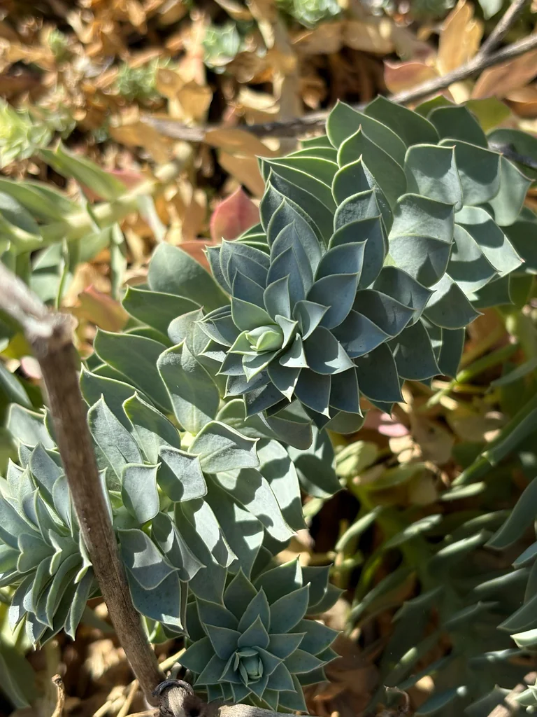 Euphorbia Myrsinites