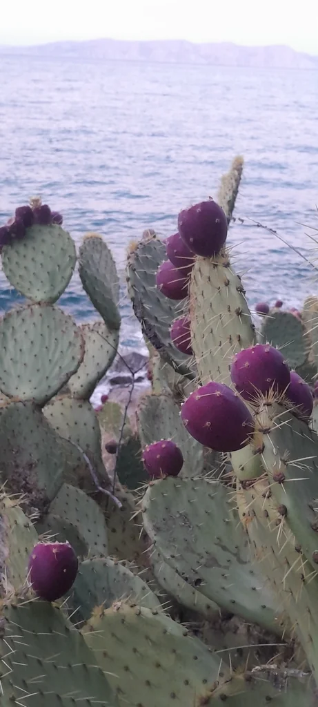 Opuntia Engelmannii