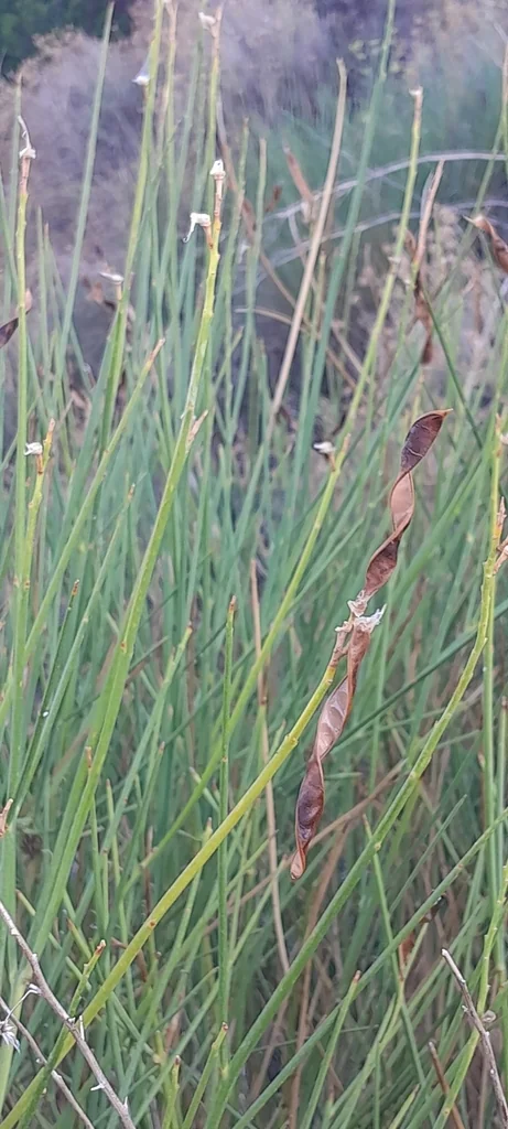 Spartium Junceum