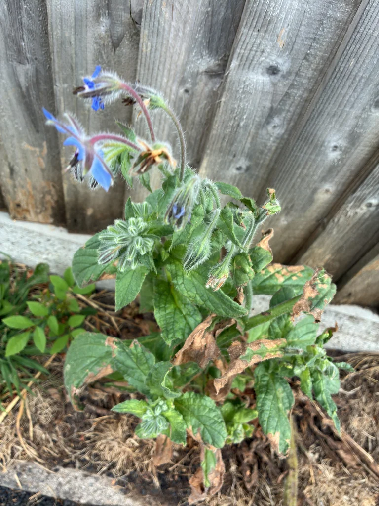 Borago Officinalis