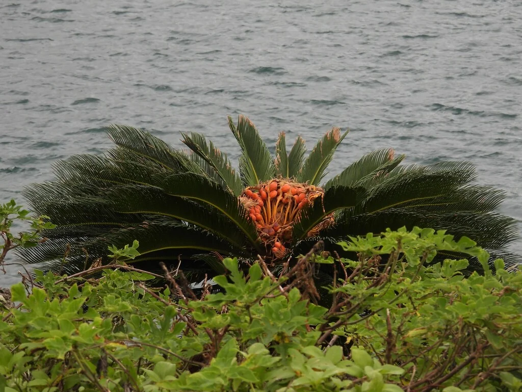 Cycas Revoluta