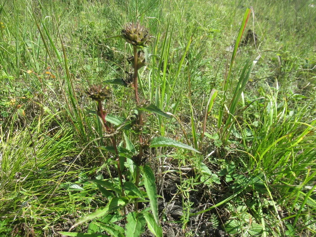 Campanula glomerata