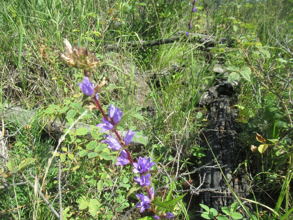 Campanula glomerata