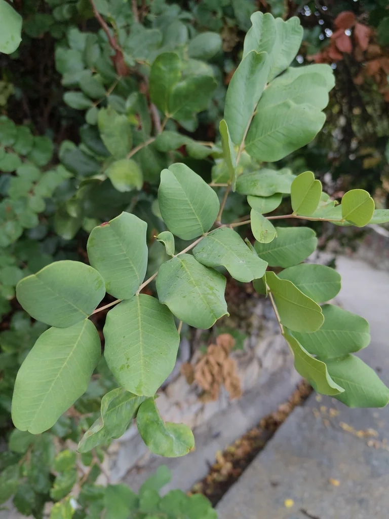 Ceratonia Siliqua