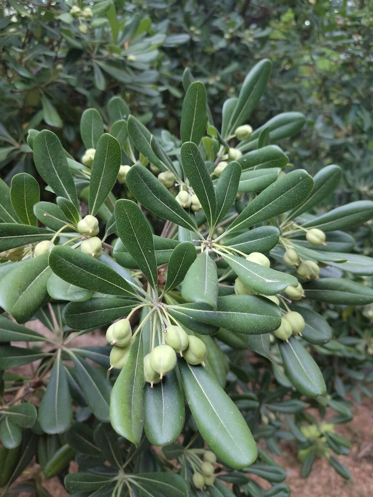 Pittosporum Tobira