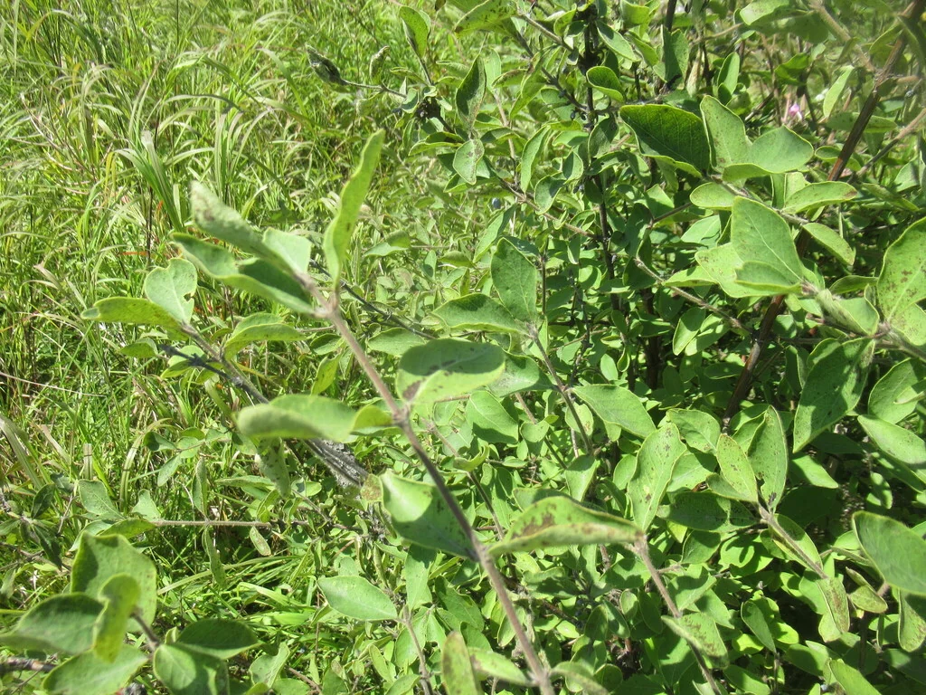 Lonicera Caerulea