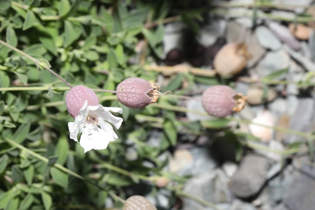 Silene Uniflora