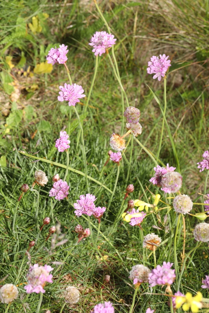 Armeria Maritima