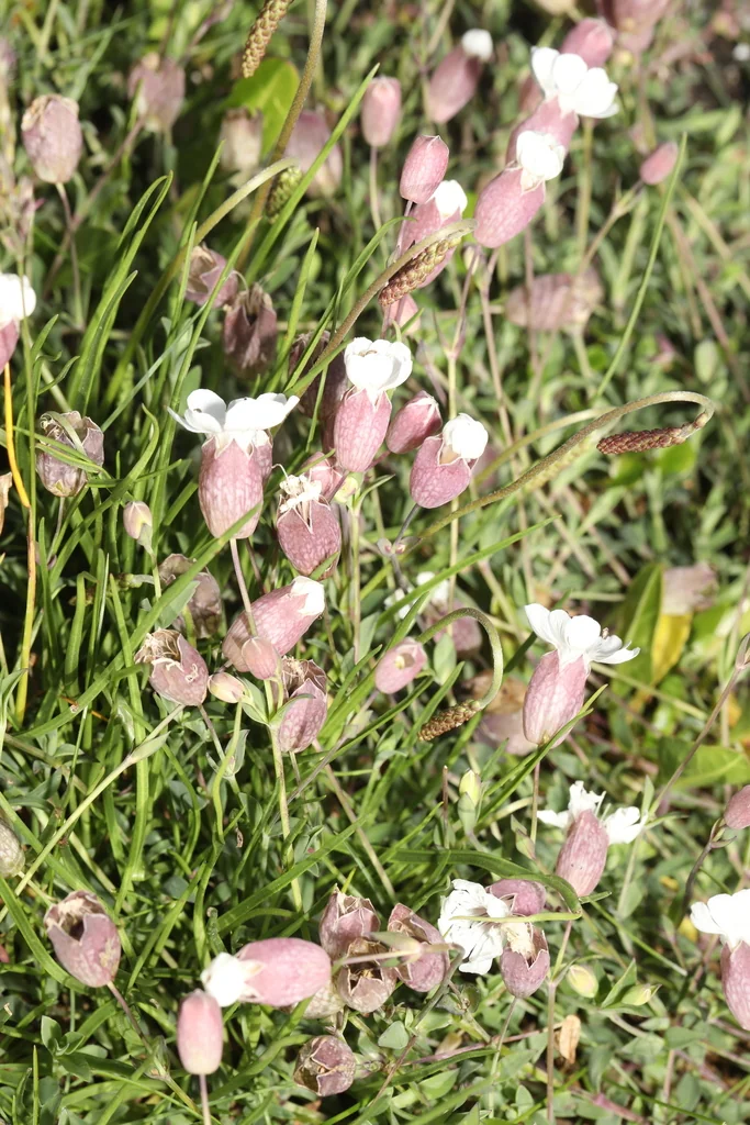 Silene Uniflora