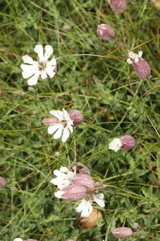 Silene Uniflora