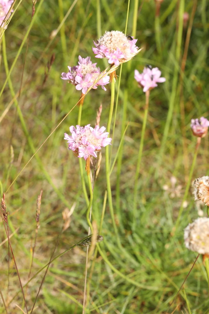 Armeria Maritima