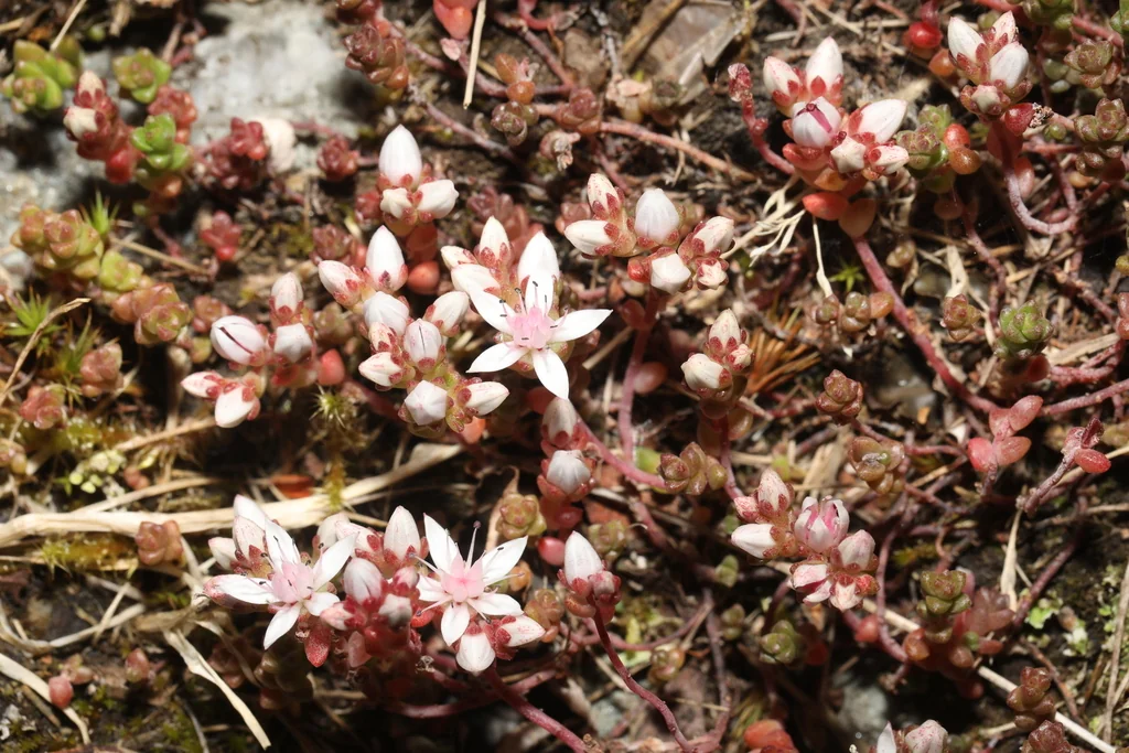 Sedum Anglicum