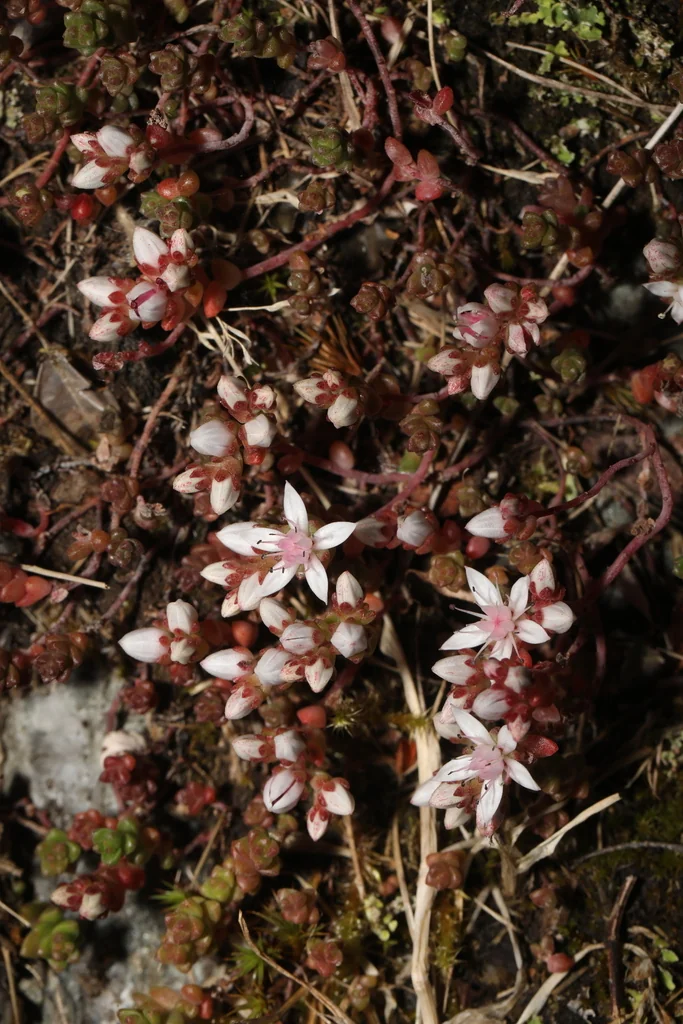 Sedum Anglicum