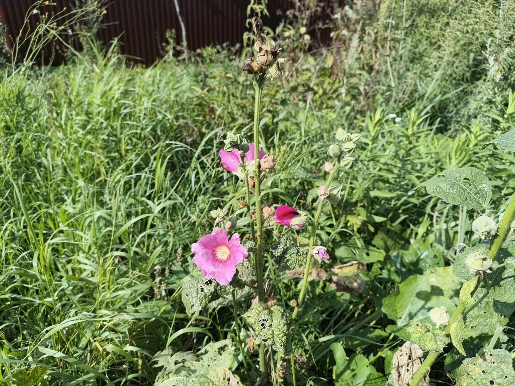 Alcea Rosea