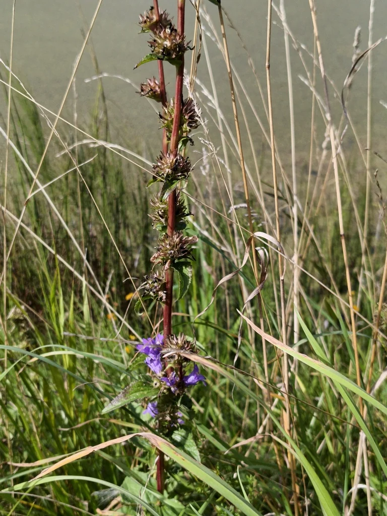 Campanula glomerata