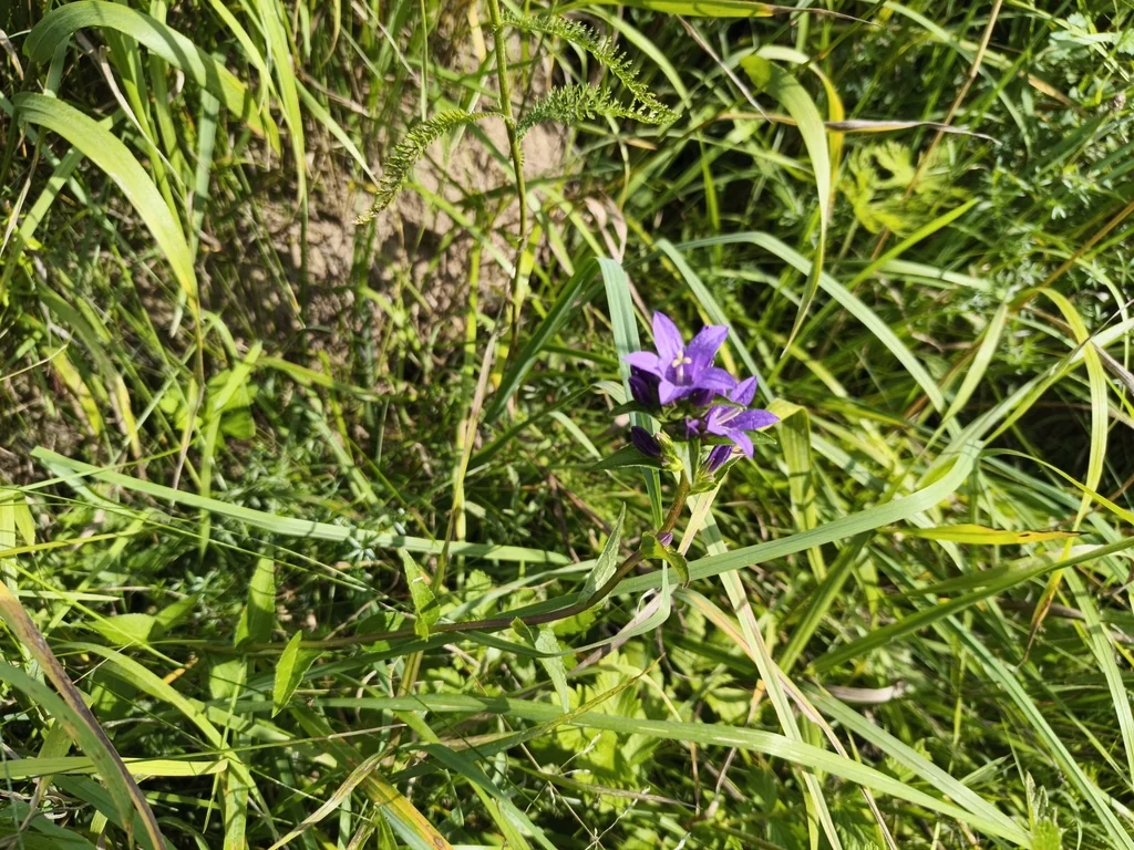 Campanula glomerata
