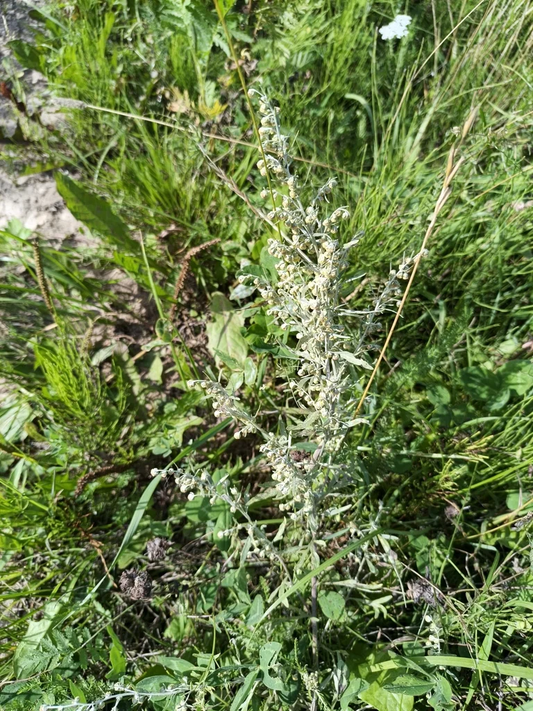 Artemisia Absinthium
