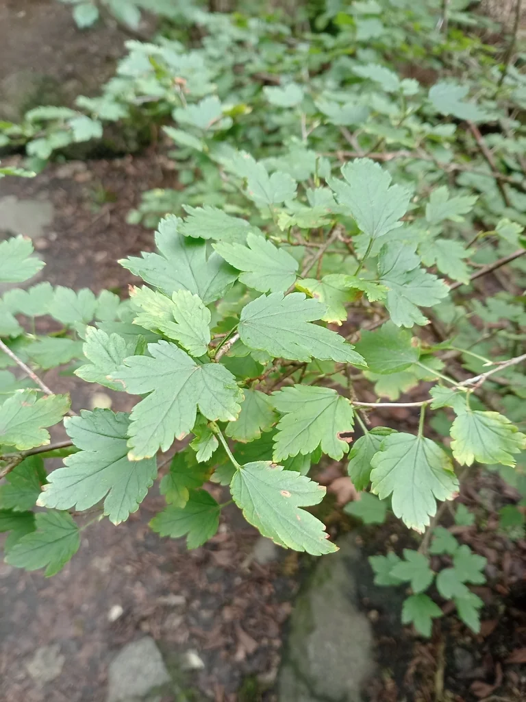 Ribes Alpinum