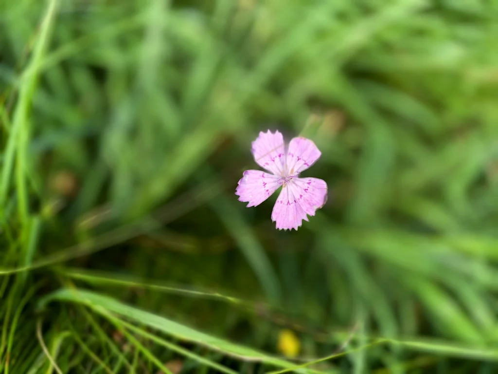 Dianthus Chinensis