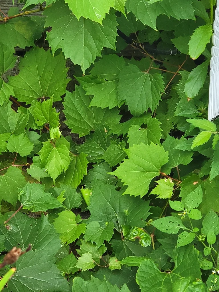 Vitis Riparia