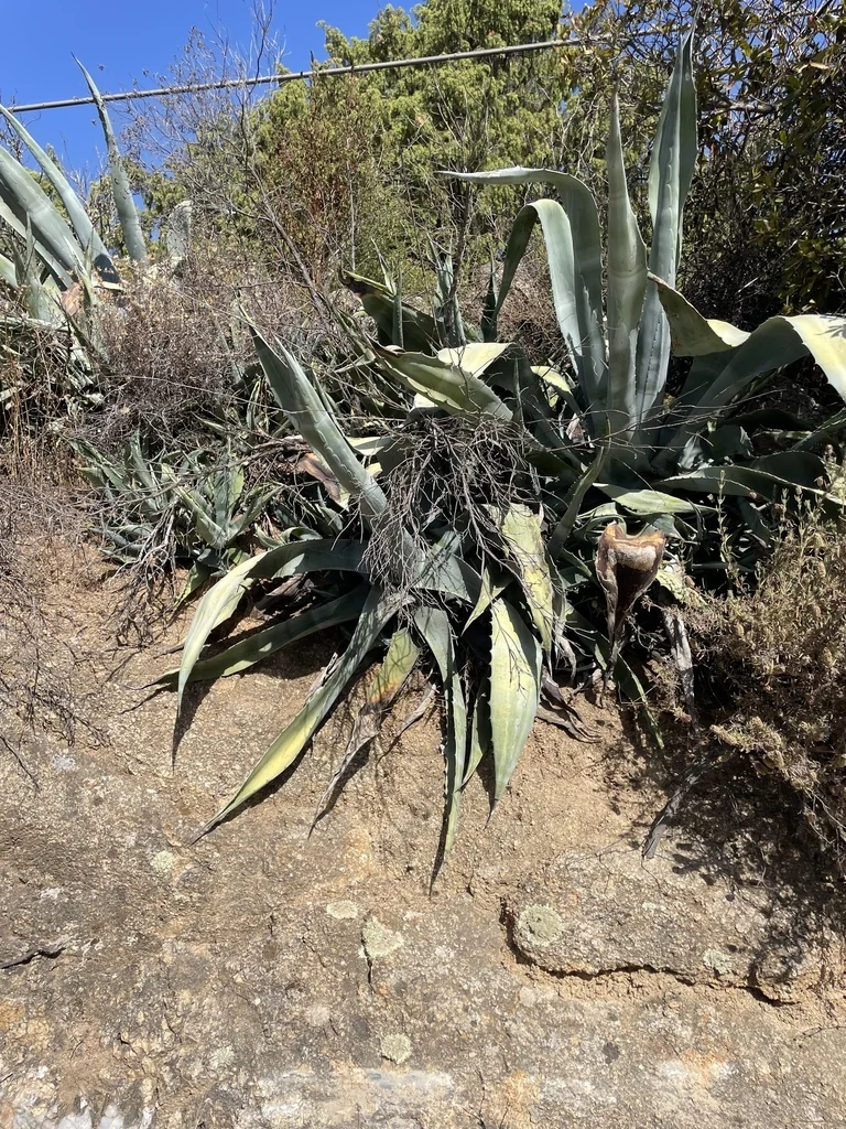 Agave Americana V. Marginata