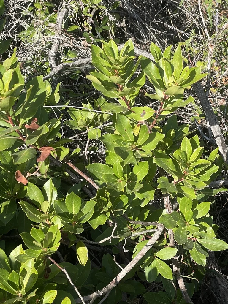 Arbutus Unedo