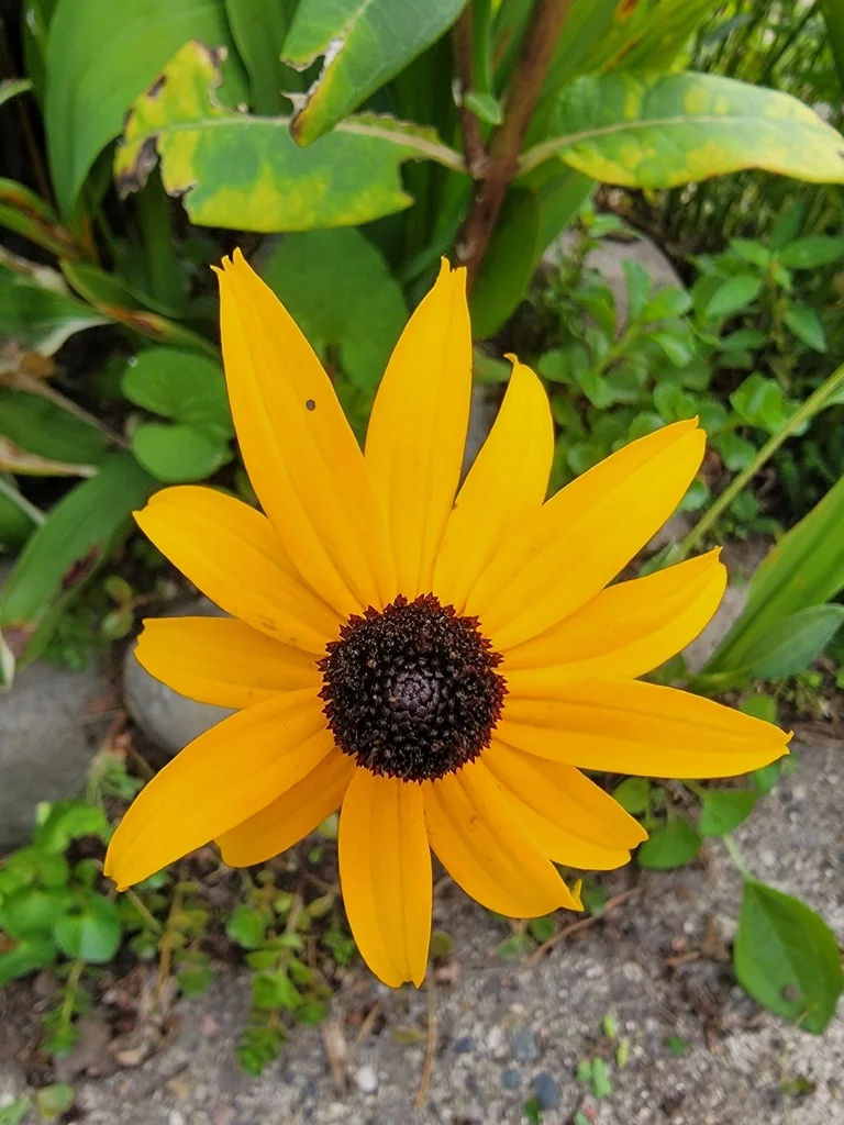 Rudbeckia Fulgida
