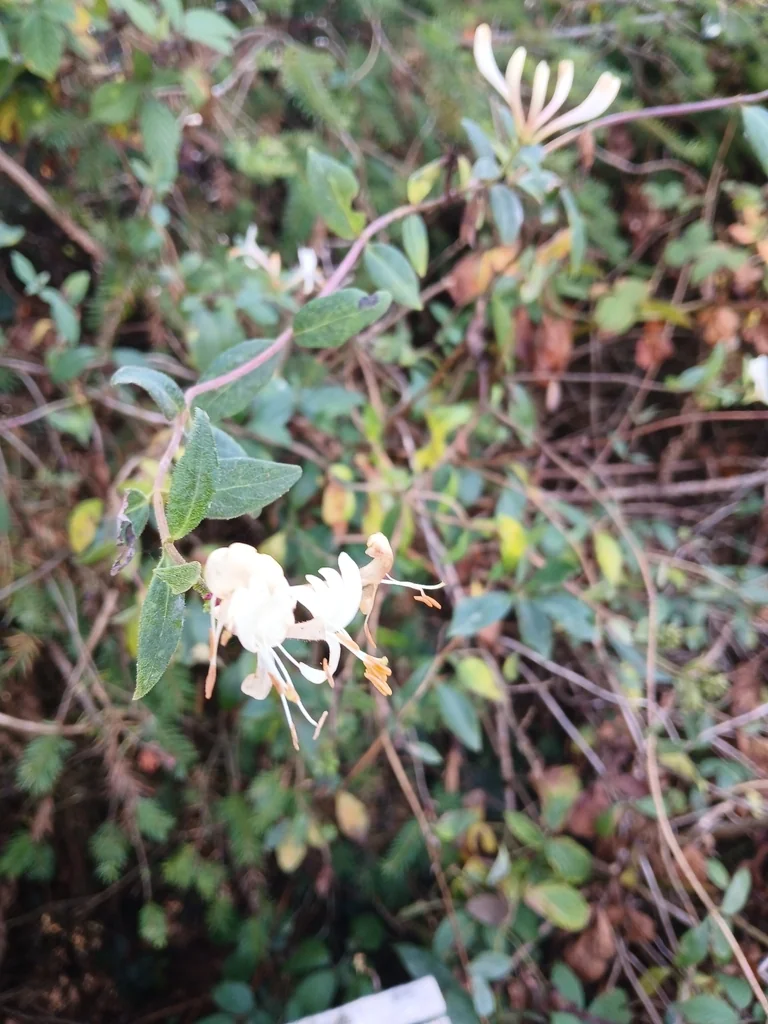Lonicera periclymenum