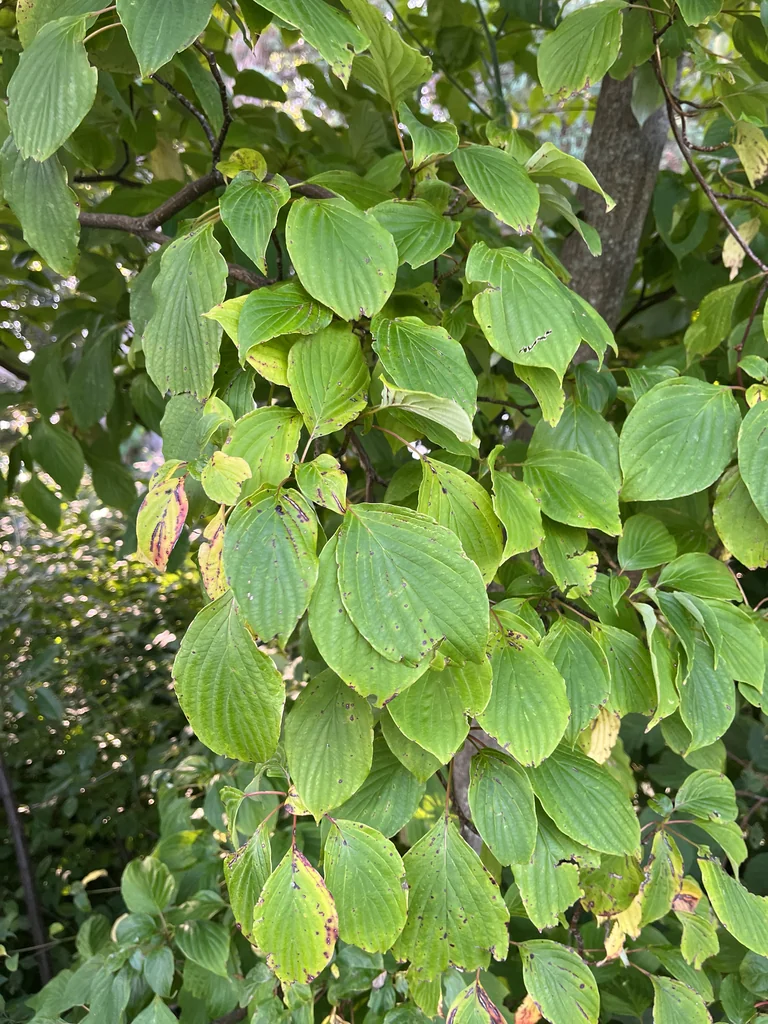 Cornus Alternifolia