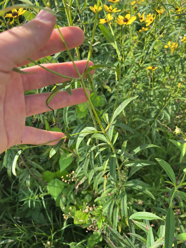 Coreopsis Tripteris