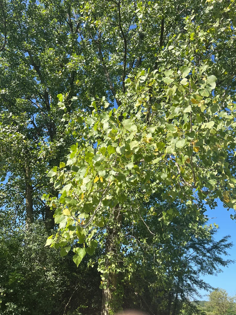 Populus Deltoides