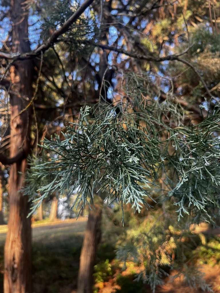 Juniperus Scopulorum