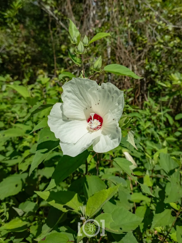 Hibiscus Moscheutos
