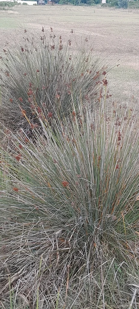 Juncus Acutus
