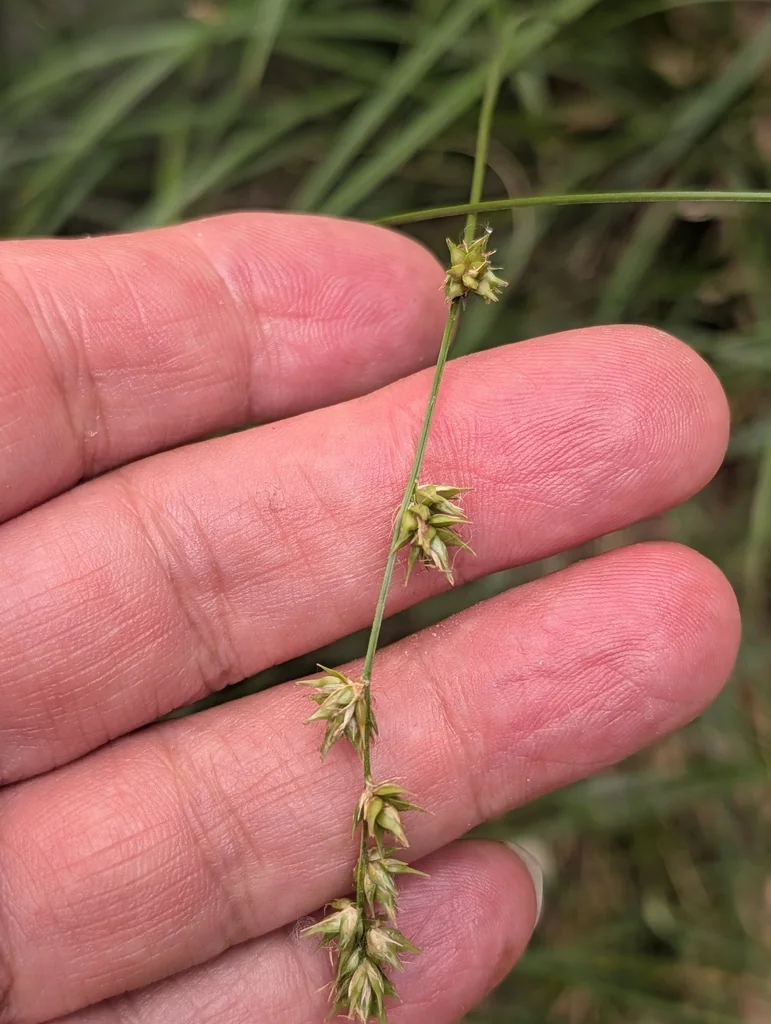 Carex Divulsa
