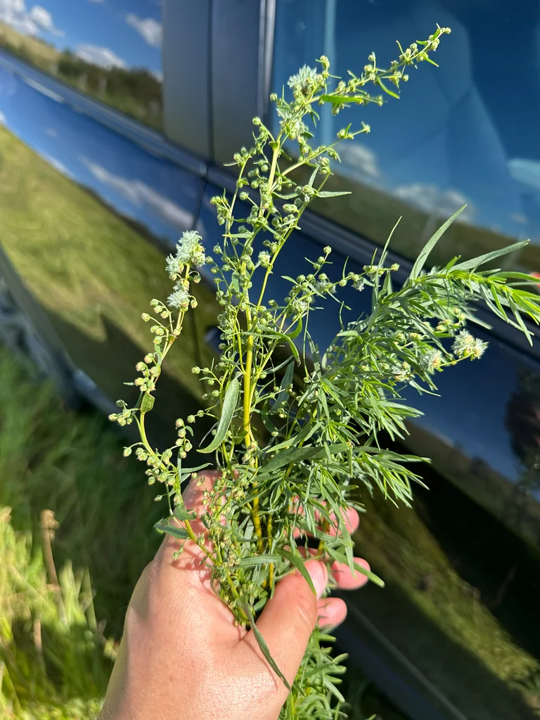 Artemisia Dracunculus