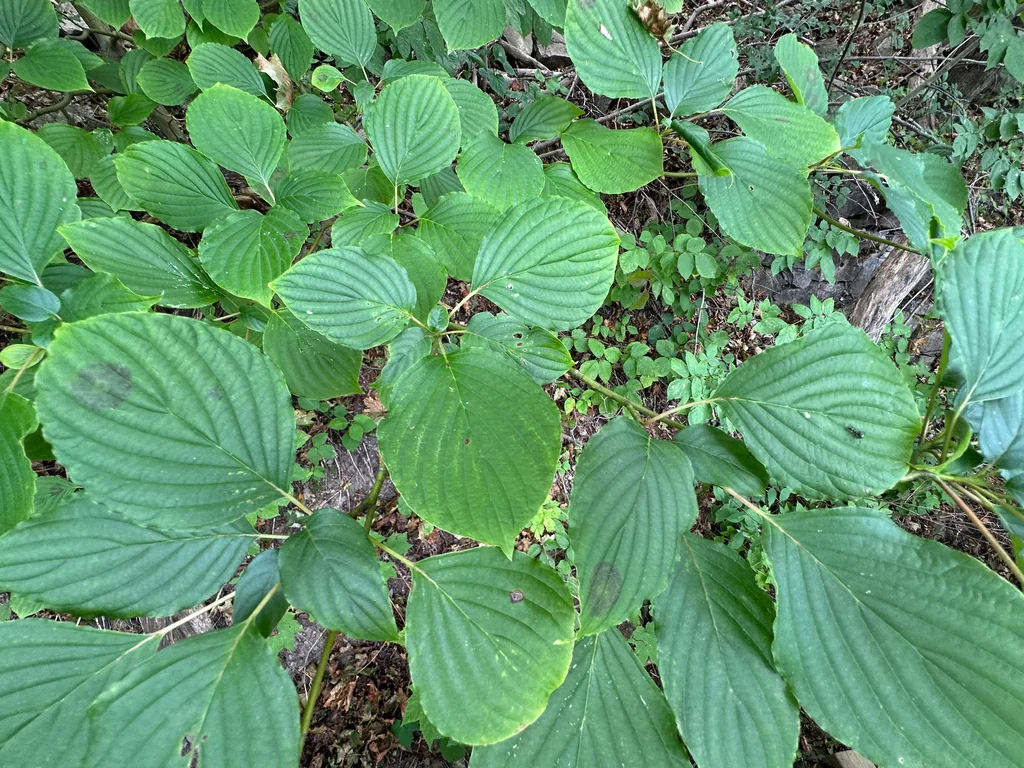 Cornus Alternifolia