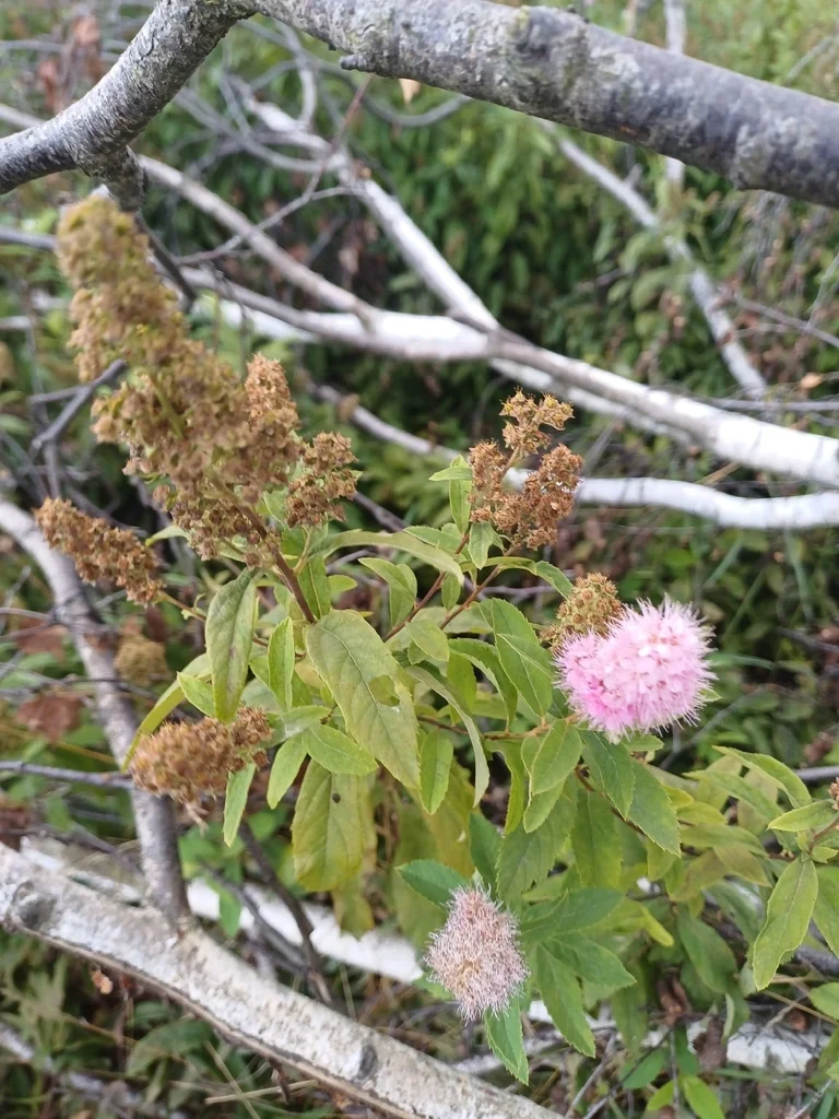 Spiraea Arguta