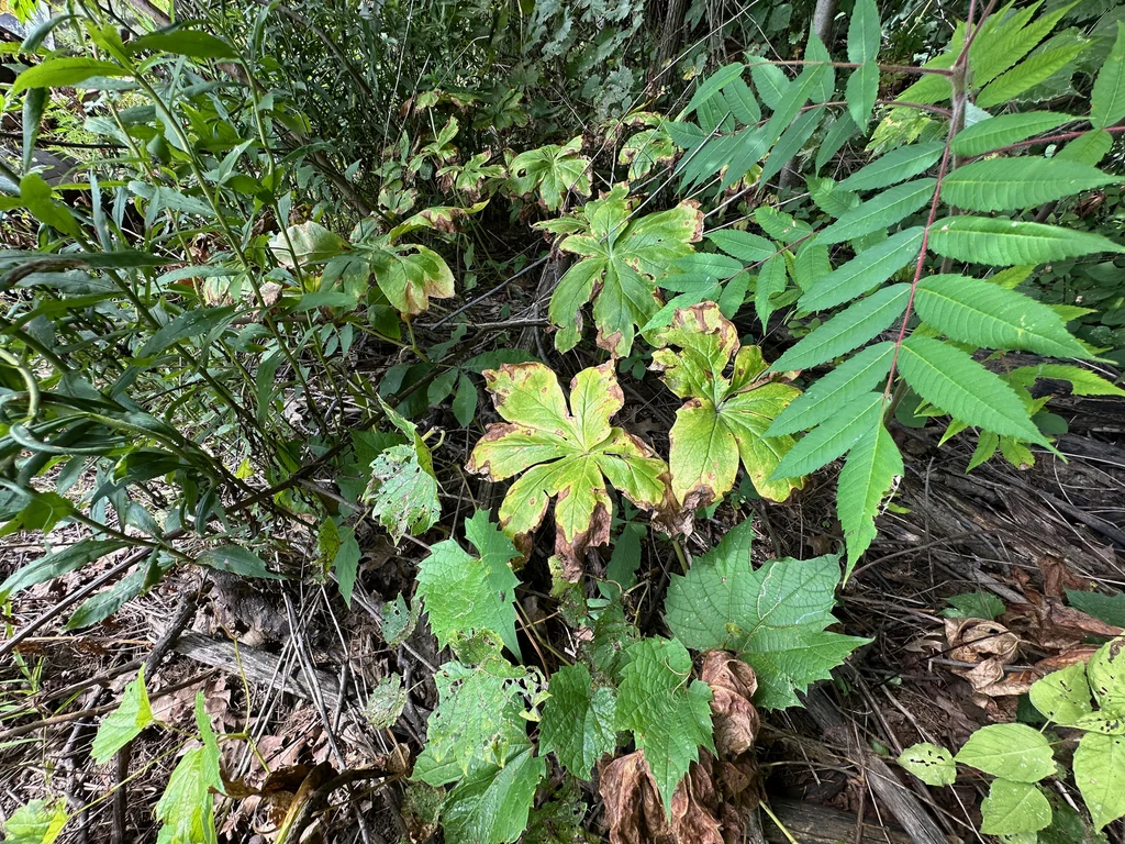 Podophyllum Peltatum