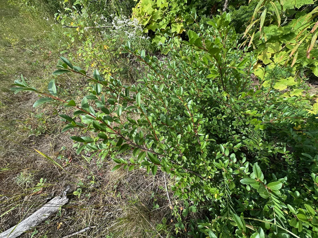 Paxistima Myrsinites