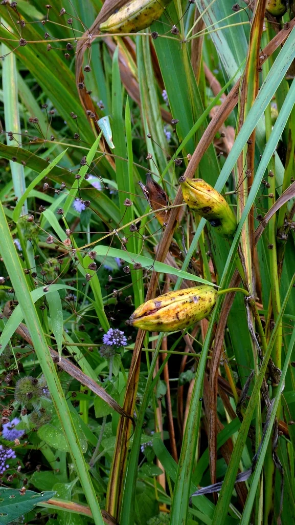 Iris Pseudacorus