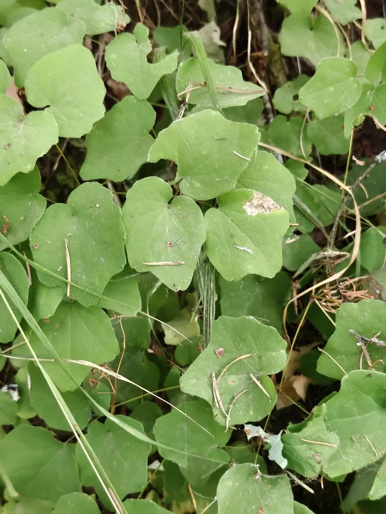 Vancouveria Hexandra