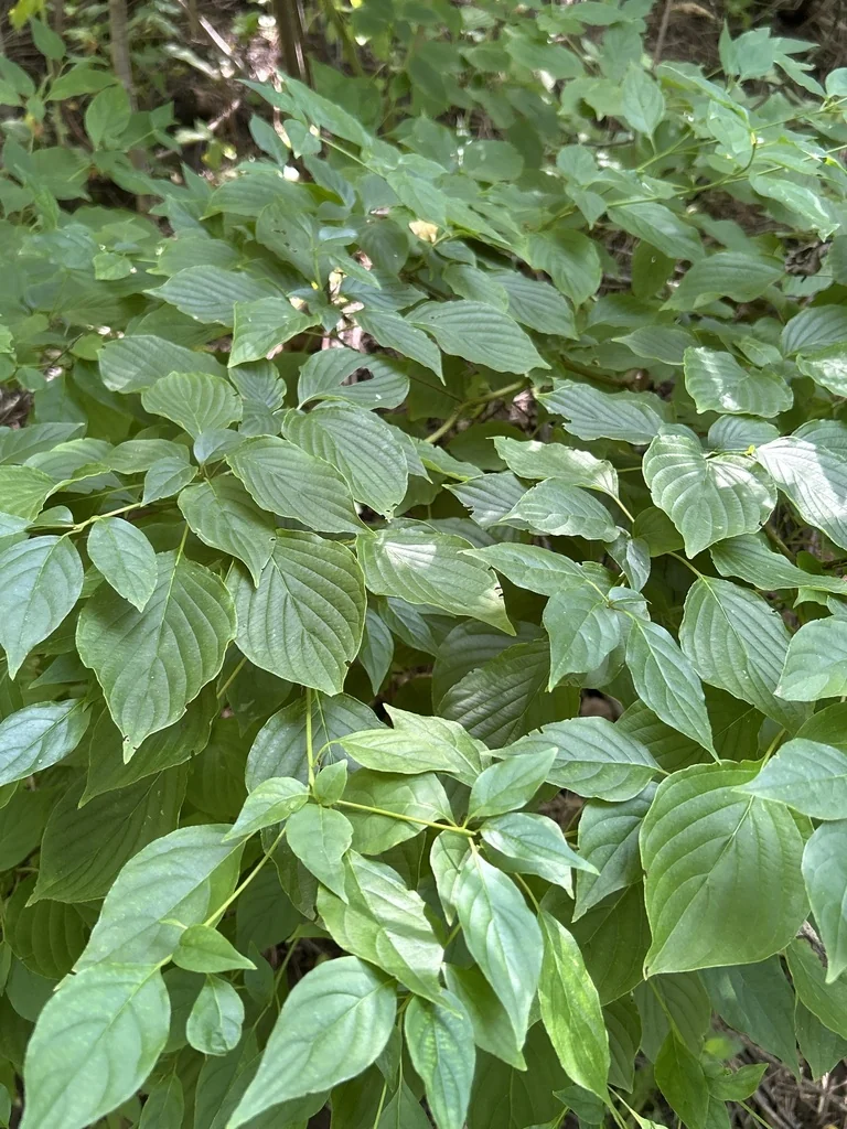 Cornus Alternifolia