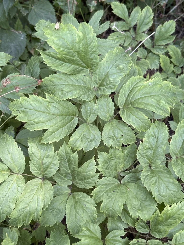 Actaea Racemosa