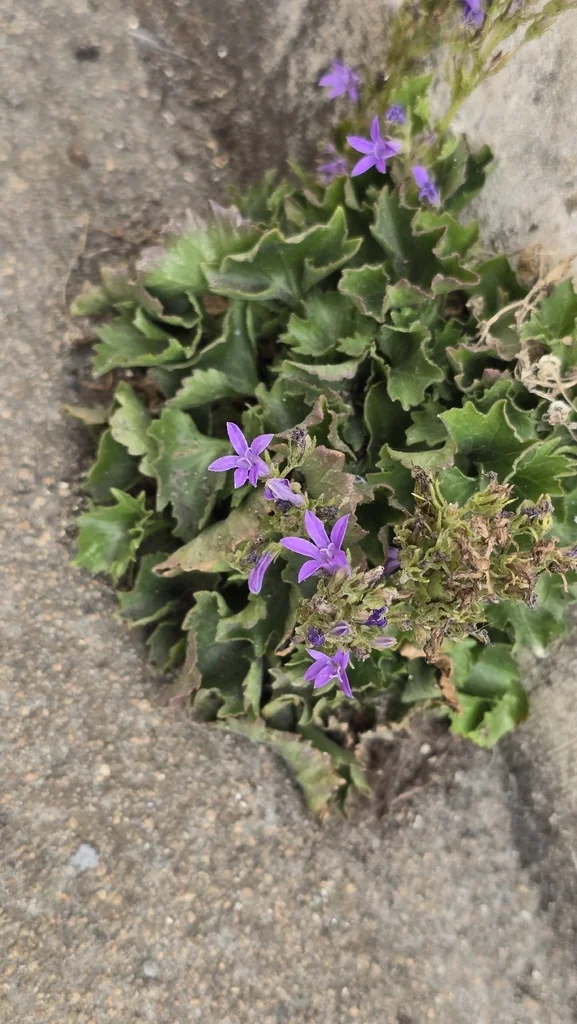Campanula Portenschlagiana
