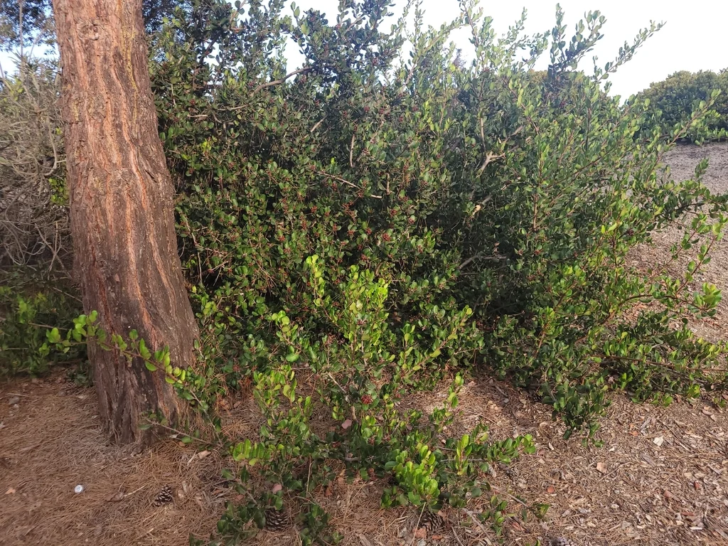 Rhus Integrifolia