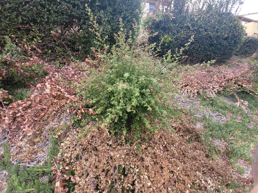 Quercus agrifolia