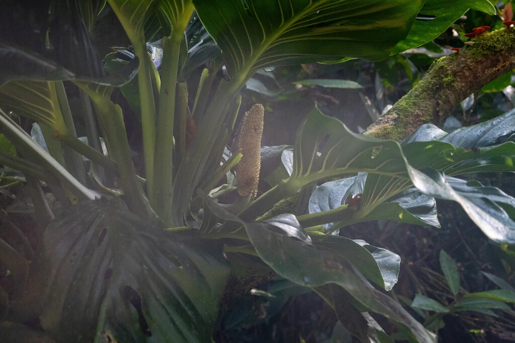 Monstera adansonii